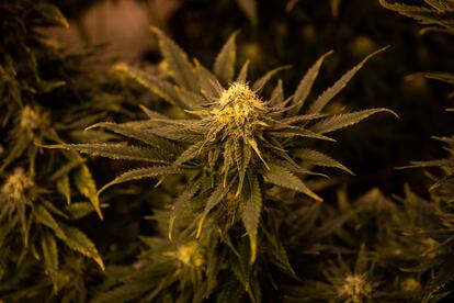 Detalle de una planta de marihuana incautada por la Guardia Civil en Granada.