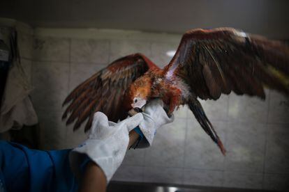 Un agente de la secretaría de salud de Bogotá sostiene una guacamaya en mal estado después de haber sido confiscada en una casa de traficantes de fauna ilegal.