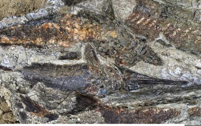 Varios peces fosilizados, con una antigüedad de 65 millones de años, en el yacimiento de Tanis (Dakota del Norte).