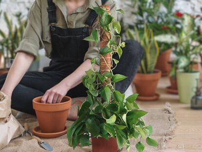 Uno de los pasos a seguir es trasplantar las plantas a una maceta más grande cuando empiecen a crecer.