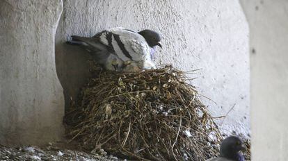 Nido de palomas torcaces.