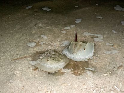 Ejemplares de la cacerolita de mar en la península de Yucatán, en México.