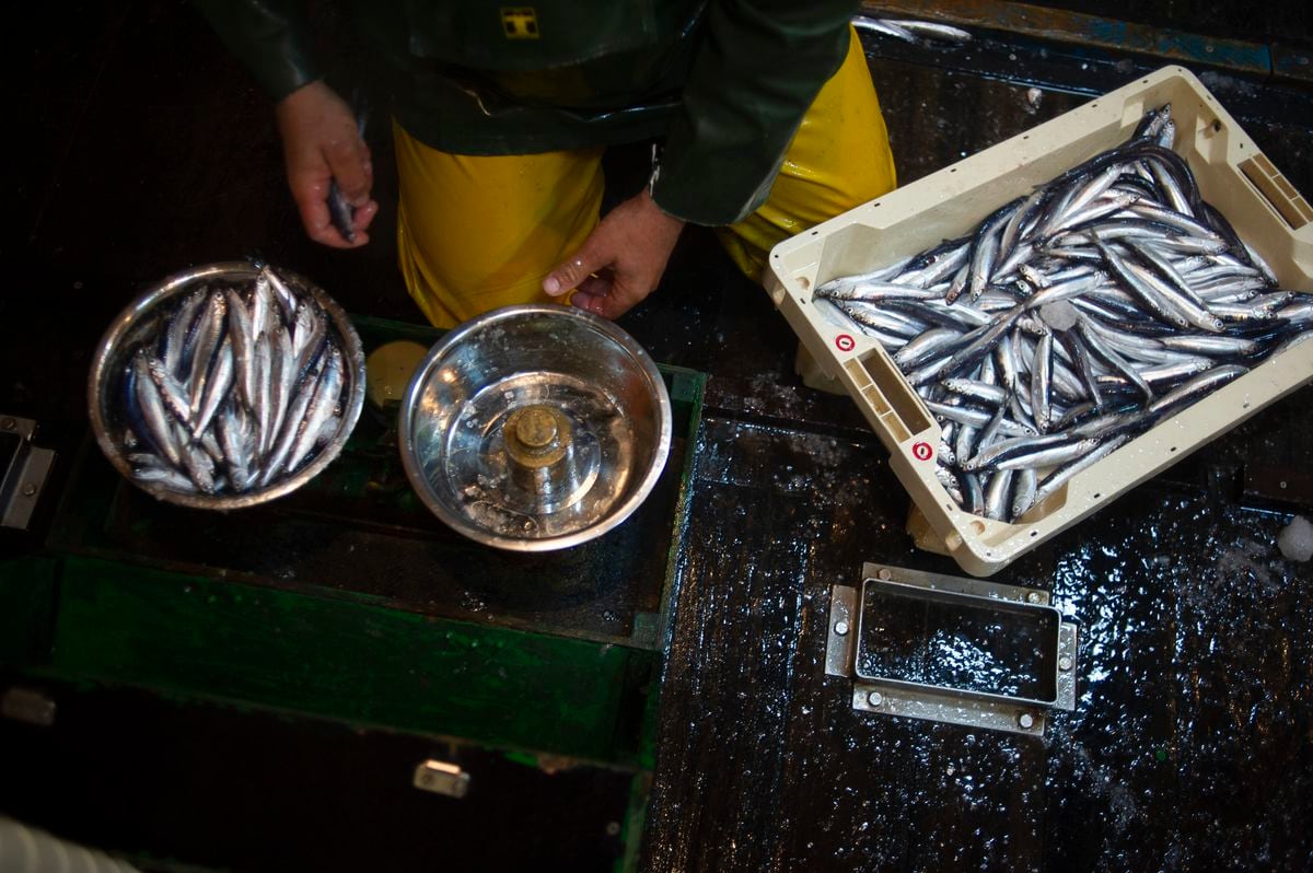 Eating more fish like sardines instead of red meat could prevent up to 750,000 premature deaths by 2050