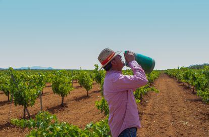 19/07/2023. El agricultor Vicente Guerre bebe agua en su viñedo en Torremejía (Badajoz).
