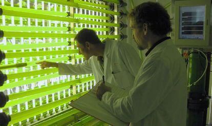 Los proyectos intentan convertir las potencialidades de algas y microalgas en procesos industriales.