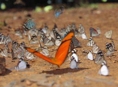 Las mariposas sobrevuelan los charcos que forma el agua sobre la tierra roja en las inmediaciones de las cataratas de Iguazú.