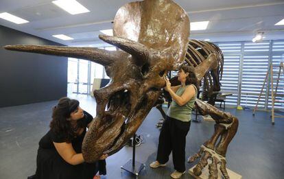Dos cuidadoras colocan la espectacular r&eacute;plica del triceratops en el Crusafont de Sabadell.