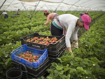 Trabajadores de la empresa Flor de Doñana recogen fresas.