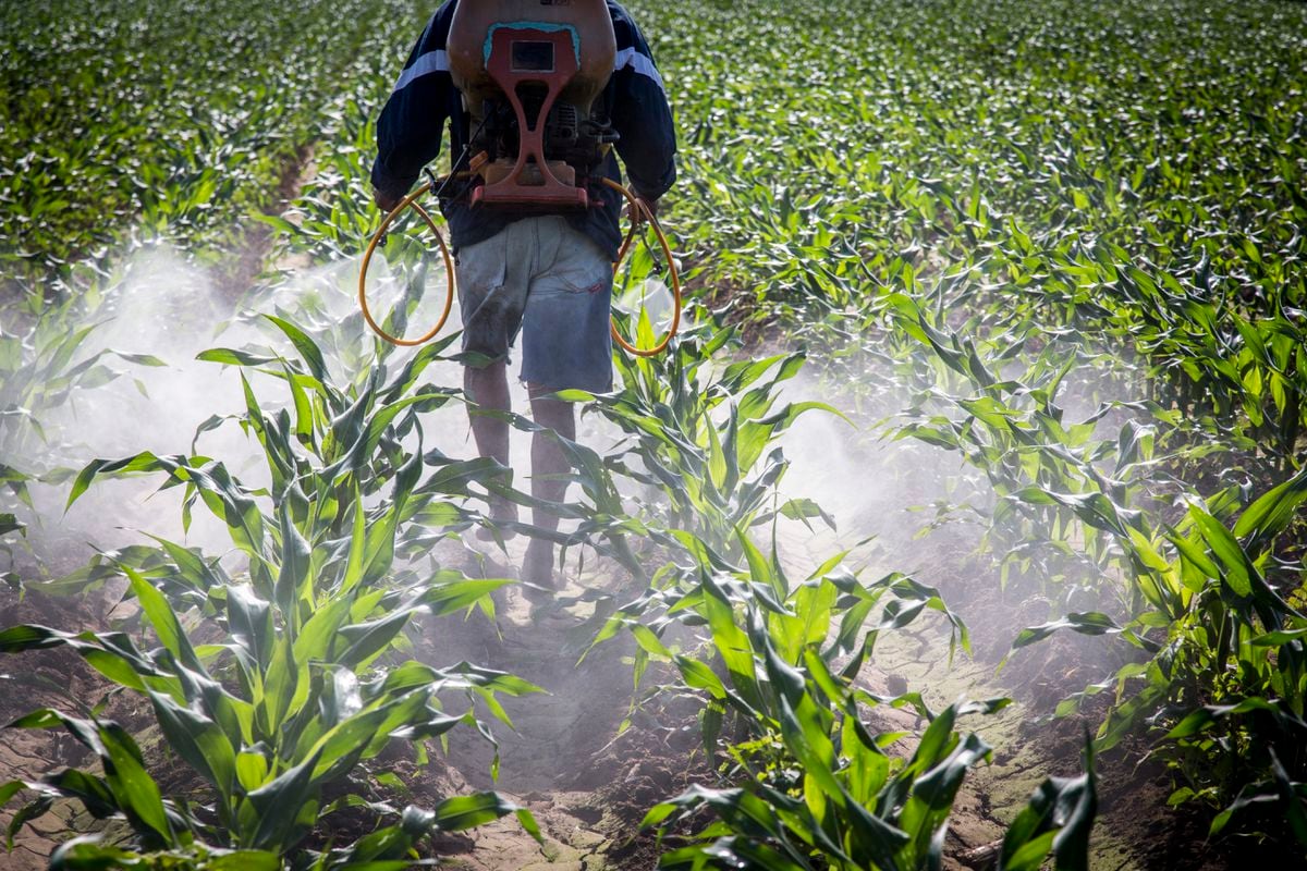 Se cedió a presiones de empresas como Bayer y Monsanto: Narro Céspedes