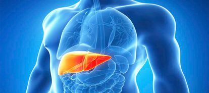 La hepatitis C afecta al hígado.