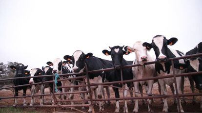 La leche procede de vacas zamoranas y es recogida por la empresa Leche Gaza