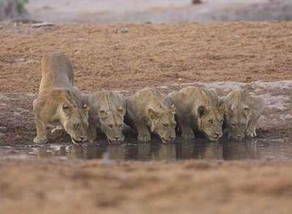 Imagen de la serie documental <i>Planeta Tierra.</i>