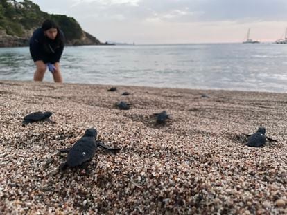 10/08/23 Begur Girona.
Nacimiento de tortugas caretta en la playa de Sa Riera de Begur en la costa Brava. Imagen cedidad por la fundacion CRAM.