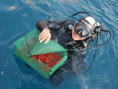 Un equipo de biólogos recupera coral rojo en el Parc Natural del Montgrí- Medes.