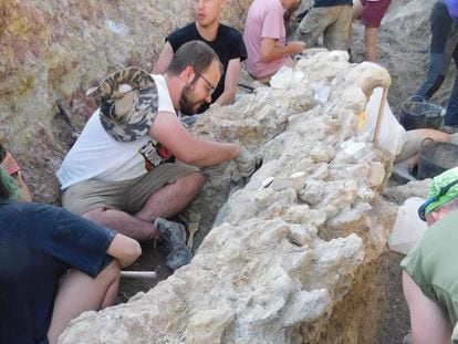 Columna dorsal del saurópodo de hace 145 millones de años que durante estos días excava el Colectivo Arqueológico y Paleontológico de Salas, C.A.S en Torrelara