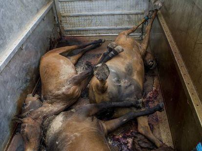 Tres caballos muertos en 2015 durante la peregrinación a El Rocío.