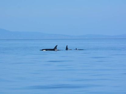 J35 (centro) sale a la superficie con J47 (izquierda), su hijo de diez años, y con J57 (derecha), su nueva cría, frente a las islas San Juan el pasado 5 de septiembre.
 