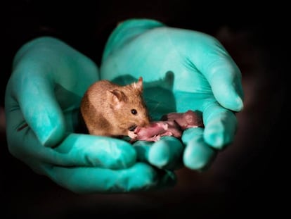 Un ratón nacido de dos madres (a la izquierda) ha llegado a ser un adulto sano y tener su propia descendencia (a la derecha).