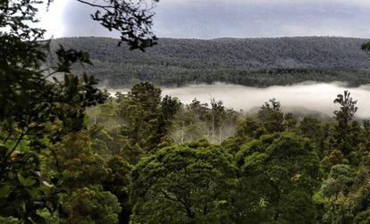 El parc nacional de Mt. Field, a Tasmània.