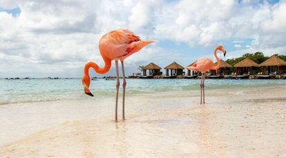 Paisaje de Aruba, donde es fácil compartir la playa con los flamencos.