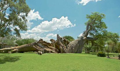 El Platland, milenario baobab de Sudáfrica, tras colapsar a finales de 2017.