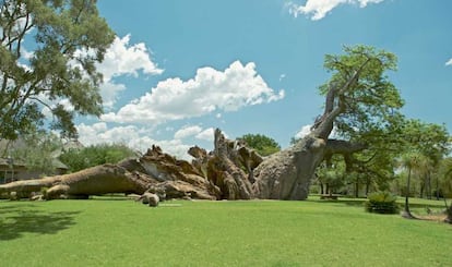 El Platland, milenario baobab de Sudáfrica, tras colapsar a finales de 2017.