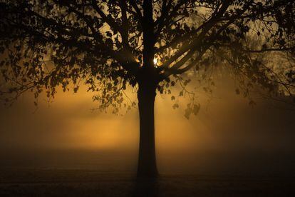 El sol se abre paso entre la niebla silueteando un árbol en el Clapham Common en Londres, Inglaterra-