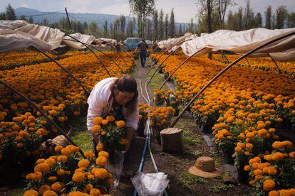 Cirila Sánchez, productora de la variedad 'Marygold' de la flor, en su campo de cultivo de flor de cempasúchil en San Luis Tlaxialtemalco, en Xochimilco, al sur de la Ciudad de México.