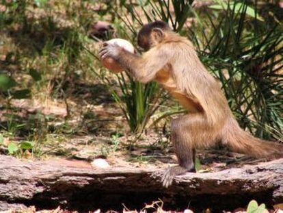 Unos capuchinos de Brasil abren anacardos con piedras desde hace siete siglos