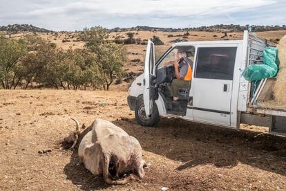 Jorge Izquierdo, llamando a los guardas forestales después de encontrarse una vaca muerta atacada por los buitres.
