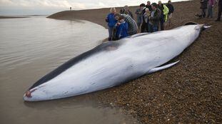 Un ejemplar joven de ballena de aleta, varada en Suffolk (Inglaterra).