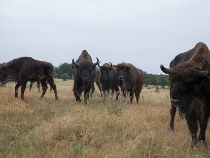 Una manada de bisontes que vive en semilibertad en una finca en Cubillo, Segovia.