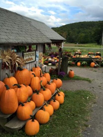 Calabazas preparadas en Dykeman Farm, granja cercana a Manhattan que además vende verdura fresca a diario.