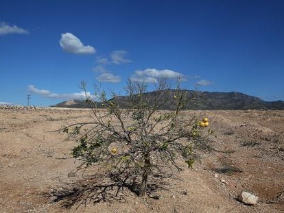 Terrenos en Alhama (Murcia) donde la empresa Premursa proyecta construir un parque tematico de Paramount