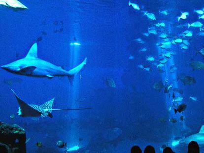 Tiburones en el Gran Azul, la mayor piscina del acuario de Palma de Mallorca, que se abrió el viernes 8 de junio.
