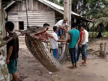 La enorme serpiente terminó alimentando a un poblado tras atacar a un guarda de seguridad en Indonesia