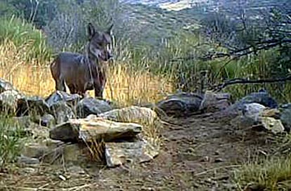 Imagen del lobo en el Parque Nacional de Guadarrama.