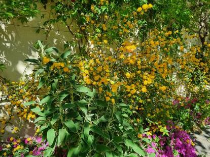 Salvia de Jerusalén, kerrias y oxalis en la zona del jardín del Visir.