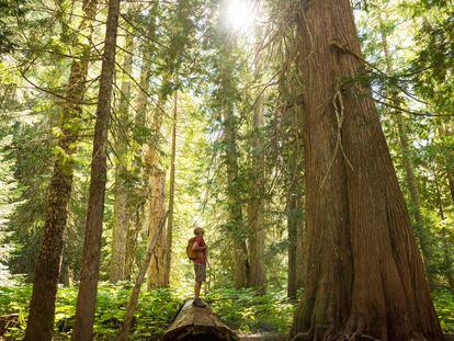 Una persona en una selva templada de Canadá. La imagen es de 2016.