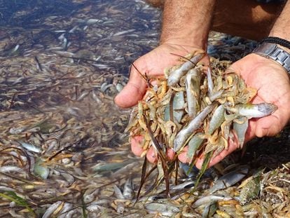 La Dana dejó toneladas de crustáceos y peces muertos en el Mar Menor.