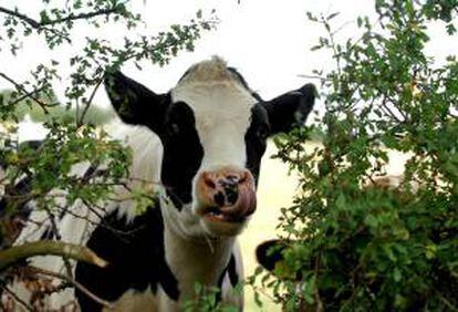 Los casos clásicos de la enfermedad de vacas locas son provocados por la alimentación del ganado con piensos que contienen tejidos cerebrales o espinales de otros rumiantes, una práctica prohibida en Brasil. EFE/Archivo