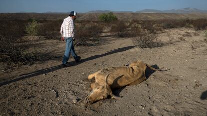 Una campesino pasa frente a un animal muerto debido a la sequía en Coahuila.