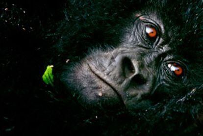 Un gorila fotografiado en un parque nacional de Ruanda por el gallego Juan Pablo Moreiras.