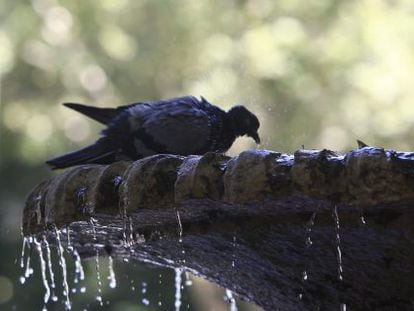 Una paloma se refresca en una de las fuentes de Madrid. 