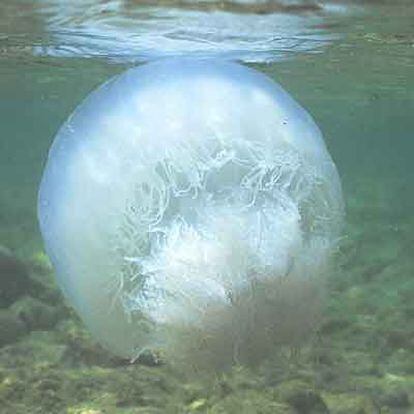 La medusa <i>Rhopilema nomadica</i>