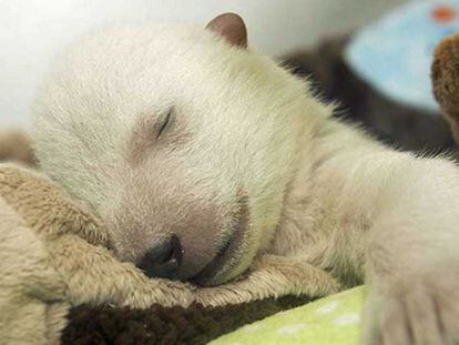 La cachorro de oso polar, durmiendo.
