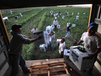 Agricultores mexicanos cosechan espinaca en la ciudad de Wllington, en el Estado de Colorado.