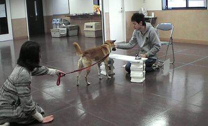 Un momento de las pruebas realizadas con los perros para el estudio.