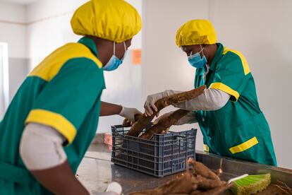 ‘Entreposto’ agrícola de Ribeira da Cruz. Su proyecto para reforzar las capacidades de producción agrícola ha sido financiado por la AECID.