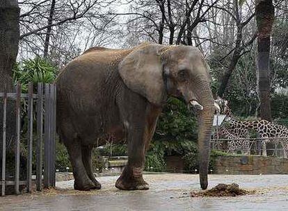 La elefanta <i>Susi</i>, en el Zoo de Barcelona.